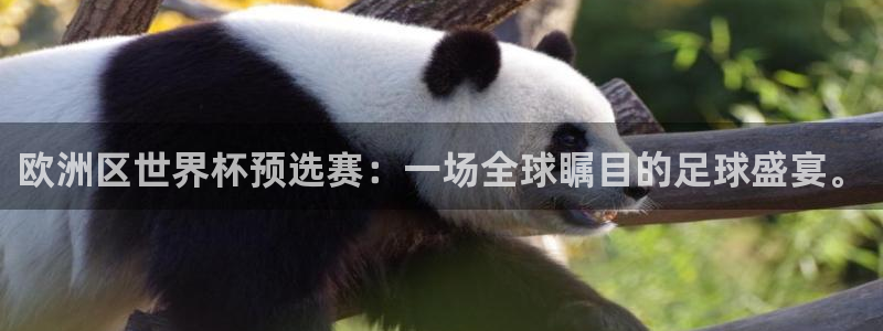 美国世界杯：欧洲区世界杯预选赛：一场全球瞩目的足球盛宴。